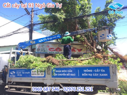 cắt tỉa cây xanh tại Hòn Đất