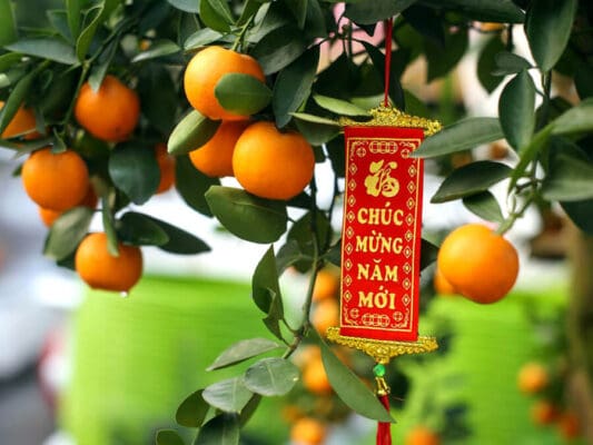 Chăm sóc cây cảnh sau tết