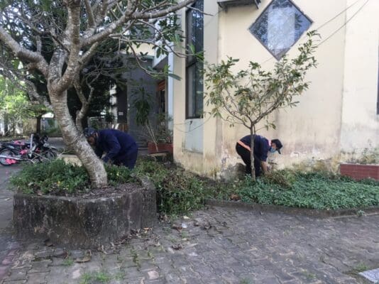 cắt tỉa cây xanh định kỳ