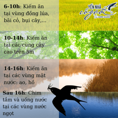 yẾN SÀO KIÊN GIANG
