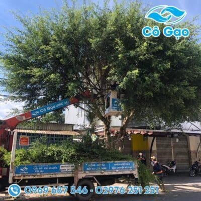 cắt tỉa cây xanh đô thị Kiên Giang