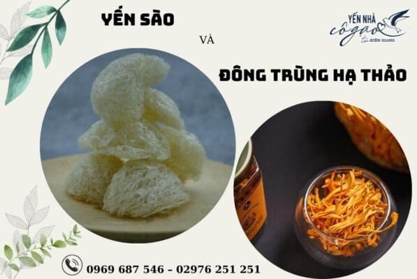 yến chưng Đông Trùng Hạ Thảo