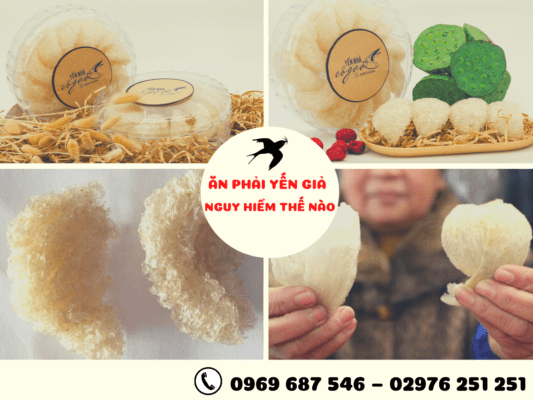 Yến sào Bắc Kạn