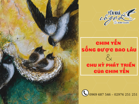 CHIM YẾN SỐNG ĐƯỢC BAO LÂU